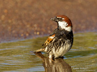 Spaanse Mus / Spanish Sparrow - Lesvos