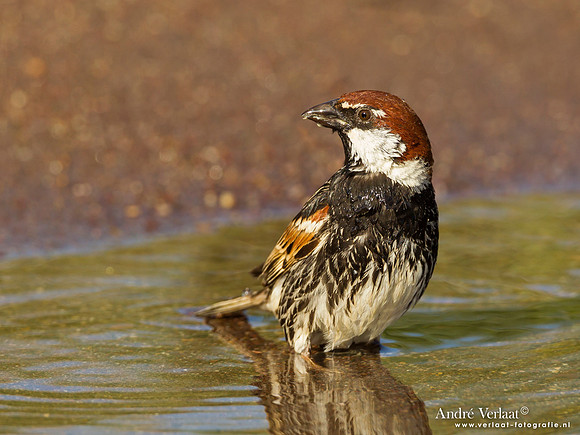 Spaanse Mus / Spanish Sparrow - Lesvos