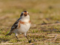 Sneeuwgors / Snow Bunting - Oesterdam
