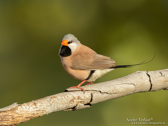Spitsstaartamadine / Long-tailed Finch - Pine Creek NT
