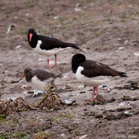 Scholekster / Oystercatcher - Egboetswater