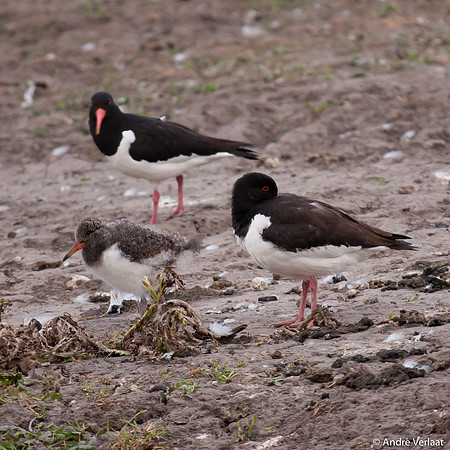 Scholekster / Oystercatcher - Egboetswater