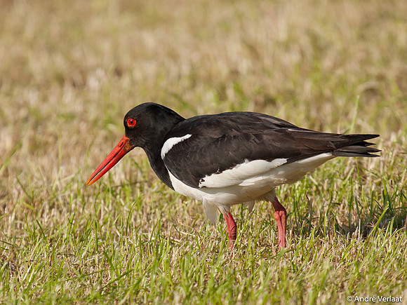 Scholekster / Oystercatcher - Zeevang