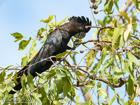 Roodstaartraafkaketoe / Red-tailed Black-Cockatoo - Jabiru NT