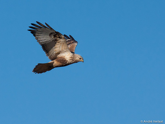 Ruigpootbuizerd / Rough-legged Buzzard - Zeewolde