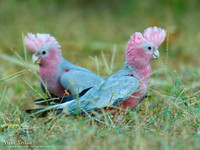 Roze Kaketoe / Galah - Kakadu National Park NT