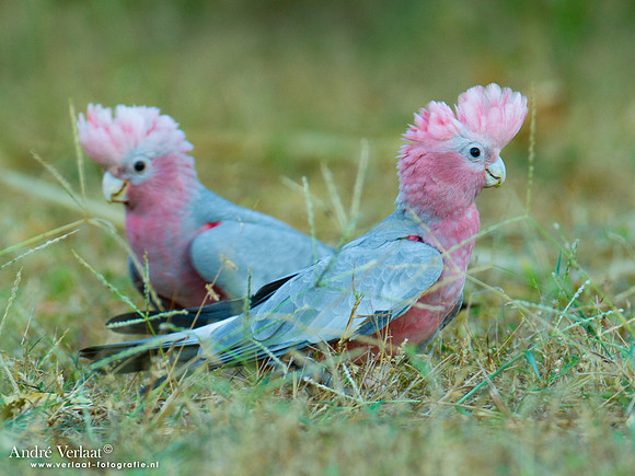 Roze Kaketoe / Galah - Kakadu National Park NT