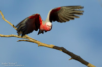 Roze Kaketoe / Galah - Oodnadatta Caravan Park