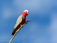 Roze Kaketoe / Galah - Oodnadatta Caravan Park