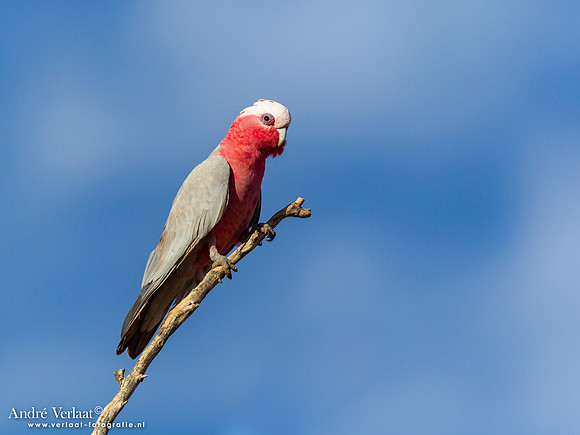 Roze Kaketoe / Galah - Oodnadatta Caravan Park