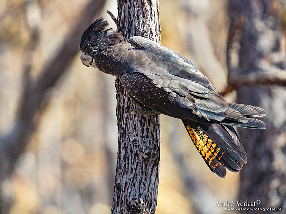 Roodstaartraafkaketoe / Red-tailed Black-Cockatoo - Kakadu National Park NT