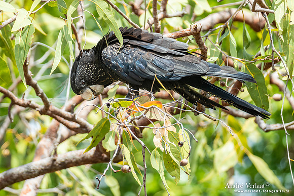Roodstaartraafkaketoe / Red-tailed Black-Cockatoo - Jabiru NT