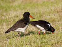Scholekster / Oystercatcher - Zeevang
