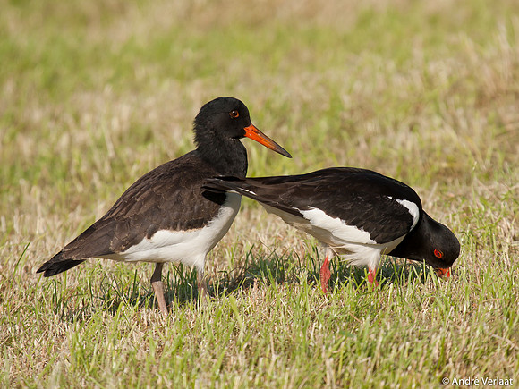 Scholekster / Oystercatcher - Zeevang