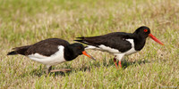 Scholekster / Oystercatcher - Zeevang