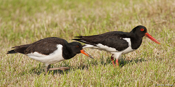Scholekster / Oystercatcher - Zeevang