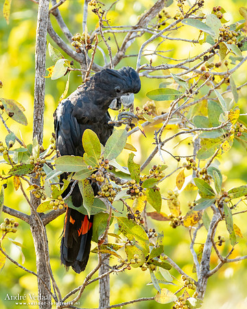 Roodstaartraafkaketoe / Red-tailed Black-Cockatoo - Umbrawarra Gorge Nature Park