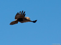 Ruigpootbuizerd / Rough-legged Buzzard - Zeewolde