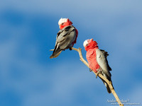 Roze Kaketoe / Galah