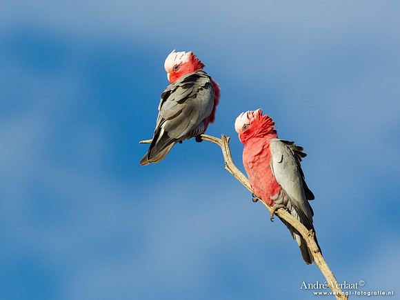 Roze Kaketoe / Galah - Oodnadatta Caravan Park