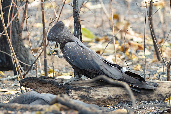 Roodstaartraafkaketoe / Red-tailed Black-Cockatoo - Kakadu National Park NT
