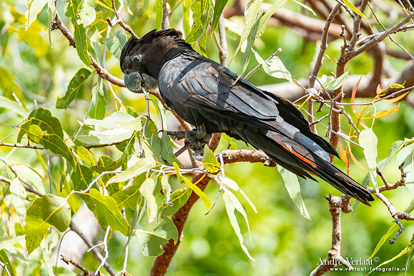 Roodstaartraafkaketoe / Red-tailed Black-Cockatoo - Jabiru NT