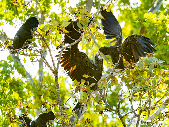Roodstaartraafkaketoe / Red-tailed Black-Cockatoo - Umbrawarra Gorge Nature Park