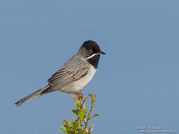 Rüppells Grasmus / Rüppell's Warbler - Lesvos