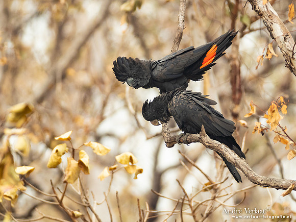 Roodstaartraafkaketoe / Red-tailed Black-Cockatoo - Leaning Tree Lagoon NT
