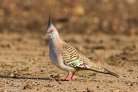 Spitskuifduif / Crested Pigeon - Lake Atkinson