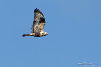 Ruigpootbuizerd / Rough-legged Hawk - Lauwersoog