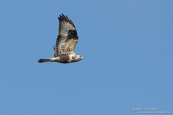 Ruigpootbuizerd / Rough-legged Hawk - Lauwersoog
