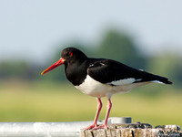Scholekster / Oystercatcher - Zeevang