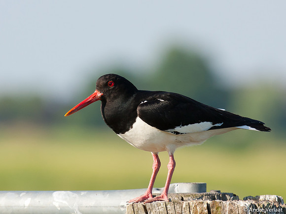 Scholekster / Oystercatcher - Zeevang