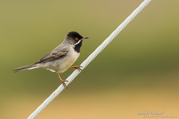 Rüppells Grasmus / Rüppell's Warbler - Lesvos