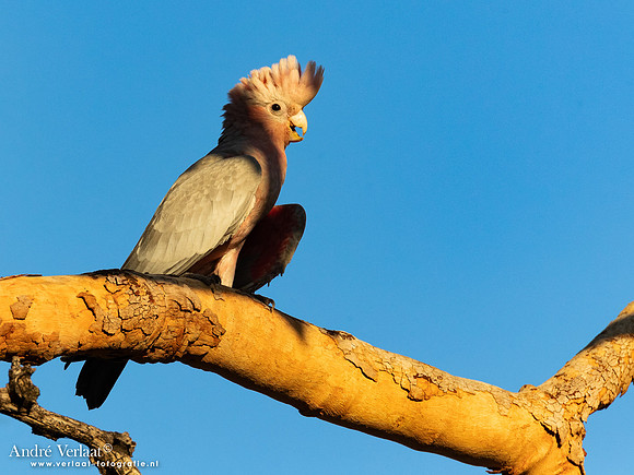 Roze Kaketoe / Galah - Kakadu National Park NT