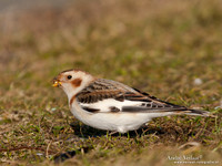 Sneeuwgors / Snow Bunting - Oesterdam