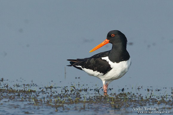 Scholekster / Oystercatcher - Den Oever