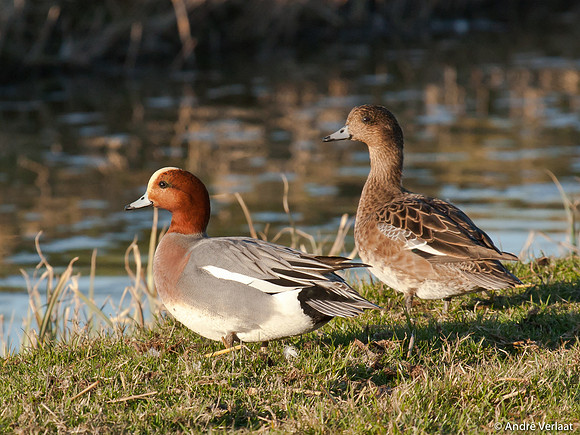 Smient / Wigeon - Zeevang