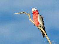 Roze Kaketoe / Galah - Oodnadatta Caravan Park