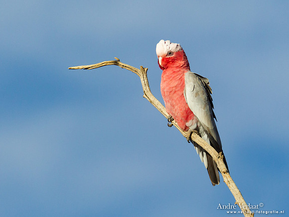 Roze Kaketoe / Galah - Oodnadatta Caravan Park