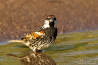 Spaanse Mus / Spanish Sparrow - Lesvos