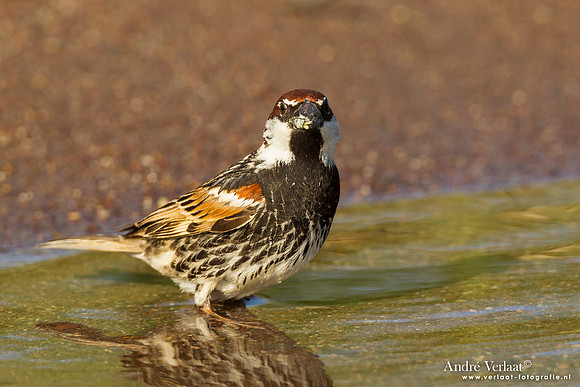 Spaanse Mus / Spanish Sparrow - Lesvos