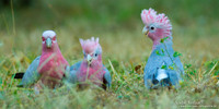 Roze Kaketoe / Galah - Kakadu National Park NT