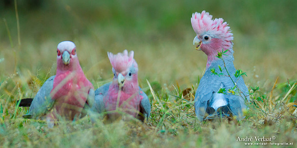 Roze Kaketoe / Galah - Kakadu National Park NT