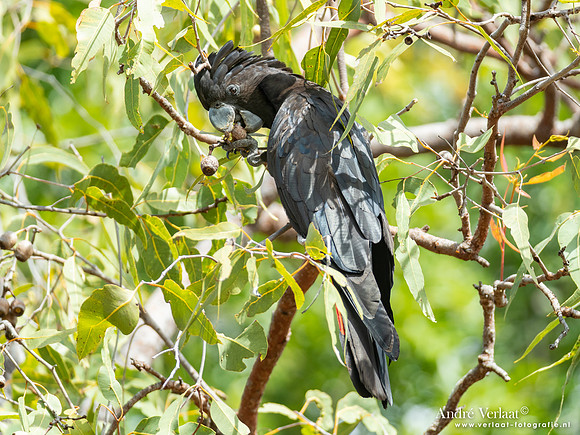 Roodstaartraafkaketoe / Red-tailed Black-Cockatoo - Jabiru NT