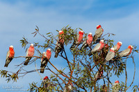 Roze Kaketoe / Galah - Oodnadatta Caravan Park