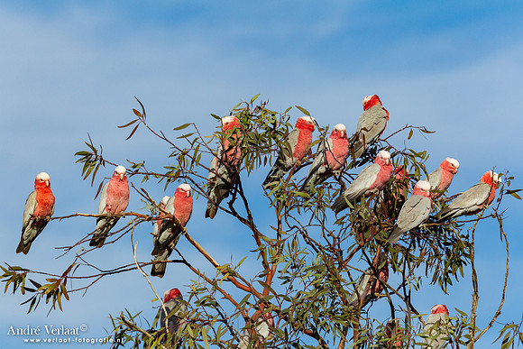 Roze Kaketoe / Galah - Oodnadatta Caravan Park