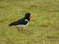 Scholekster / Oystercatcher - De Koog (Texel)