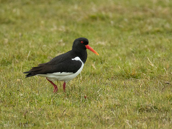 Scholekster / Oystercatcher - De Koog (Texel)